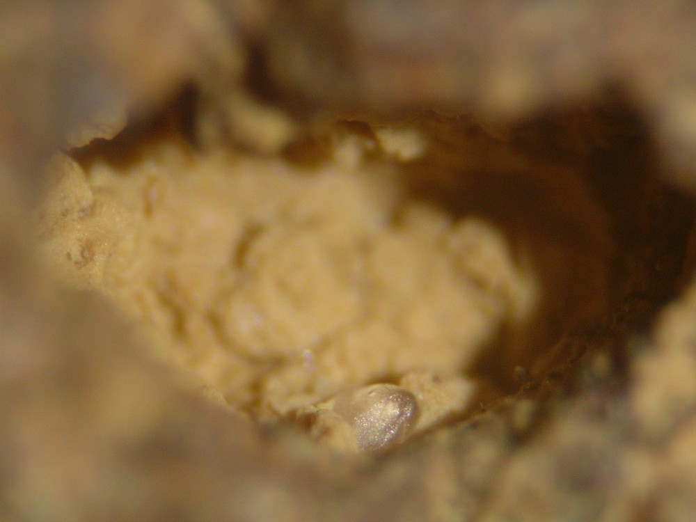 5a43e04ab8a4c_Paleoproterozoic-hot-spring-deposits-Gabon-N6-sand-grains-13.thumb.jpg.f7670966c4bccca0085c60788891db0c.jpg