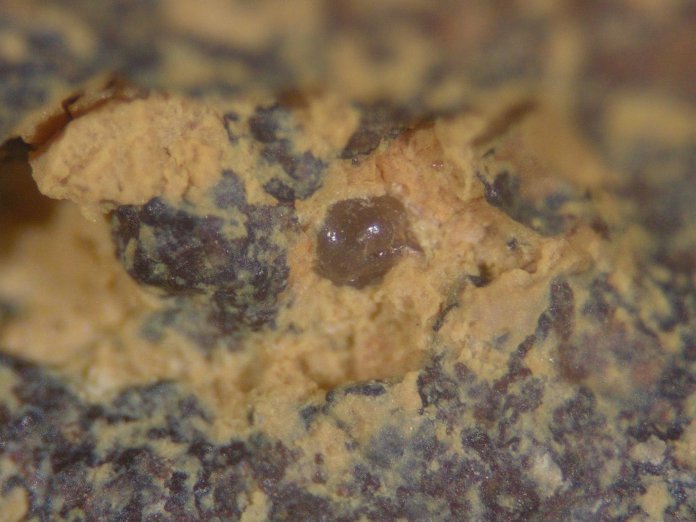 5a43e26835e25_Paleoproterozoic-hot-spring-deposits-Gabon-N6-sand-grains-33.thumb.jpg.fdcee147687e49bf17a32f7fc8ba2fc5.jpg