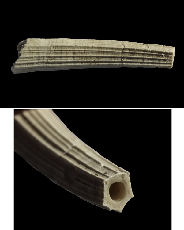 Dentalium.thumb.JPG.156f18aea5d076c952fbece7c24979c7.JPG