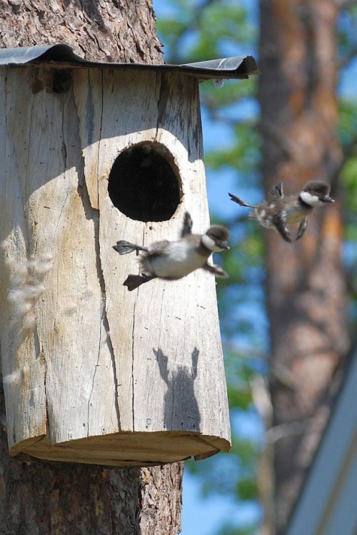 baby-common-goldeneye-ducks-leaving-nest-flying-for-first-time-682x1024.jpg