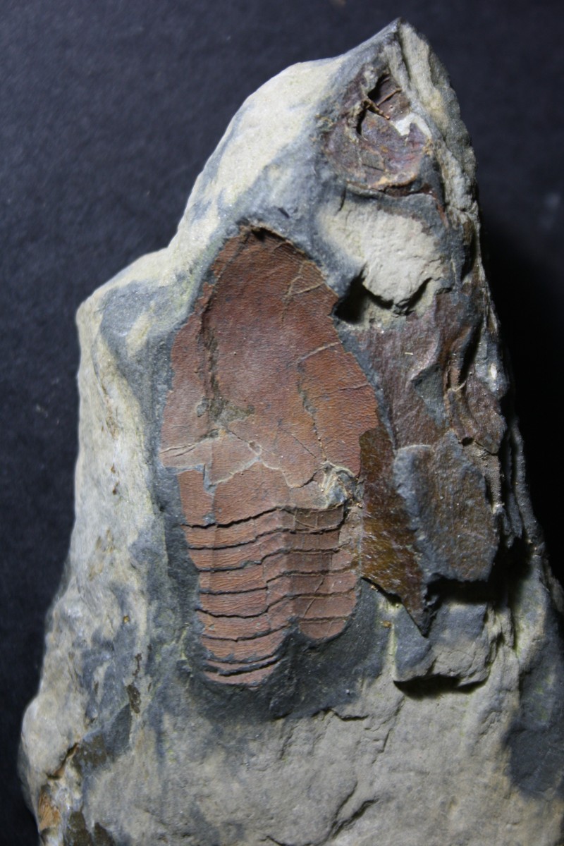 trilobites ordovicien "la palue" presqu'île de crozon