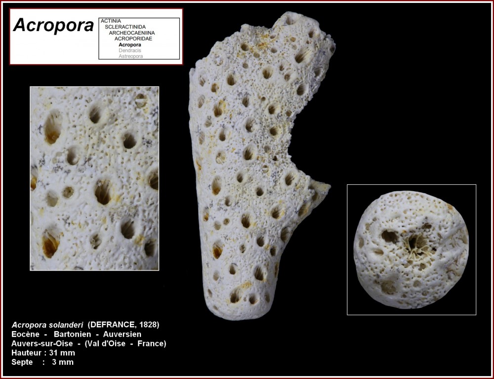 pl_acropora_solanderi.jpg