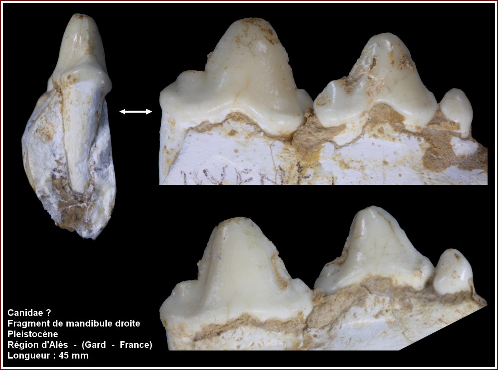 pl_mandibule_carnivore.jpg