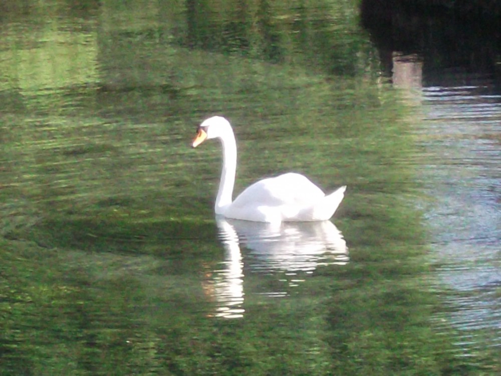 Cygne moulin.JPG