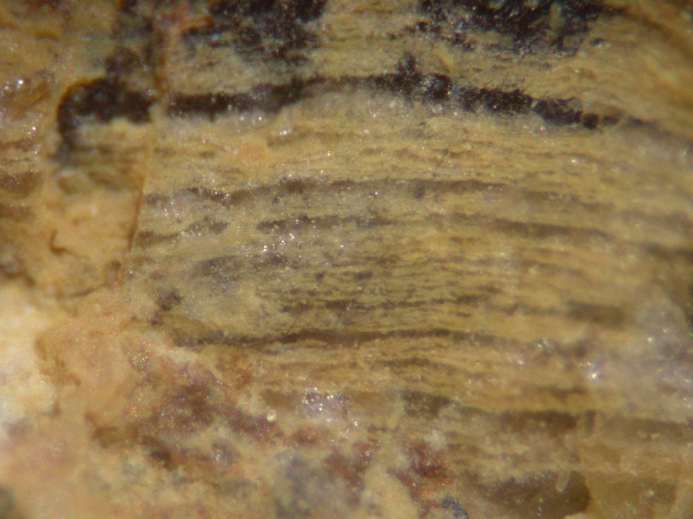 5a95737b45012_Hot-spring-deposits-N6-siliceous-sinter-laminae-Franceville-basin-Gabon-4.thumb.jpg.594d10d511442119c2e6fcb6774688cf.jpg