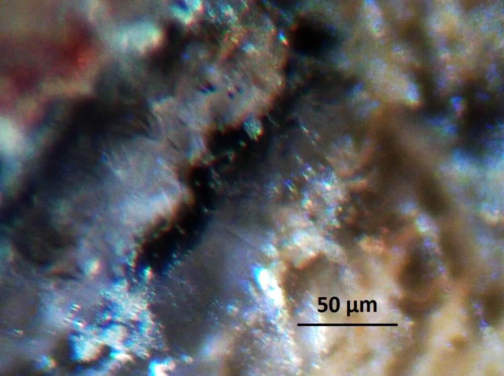 5a95785b1c8ce_Hot-spring-deposits-N6-siliceous-sinter-laminae-Franceville-basin-Gabon-38.thumb.JPG.5d36dc63dda99f52b2284e7ea3ce3608.JPG