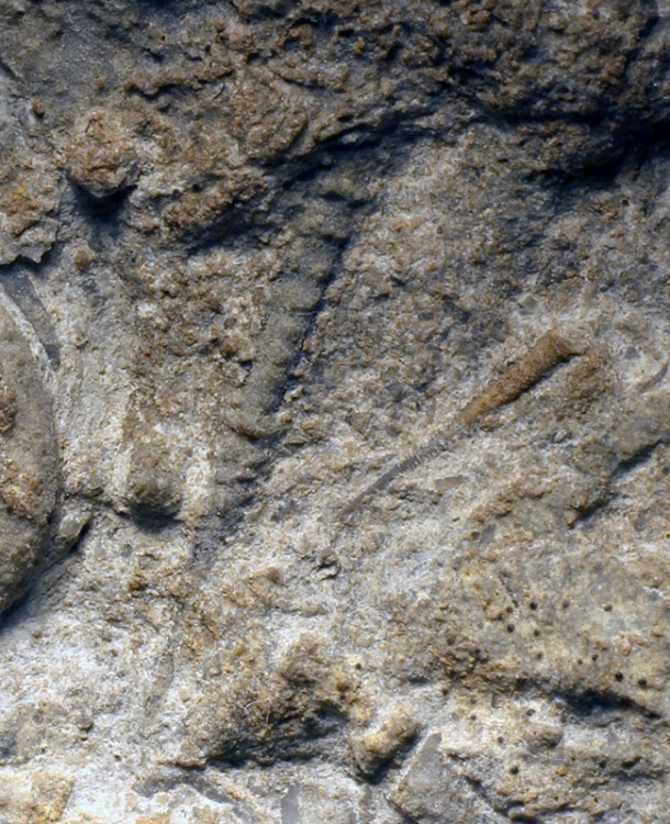 Tentaculites4.thumb.JPG.efb761a75e59e08ef0ee34f6bfc62ee1.JPG