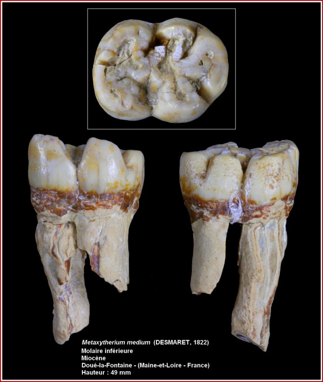 pl_metaxytherium_molinf1.jpg