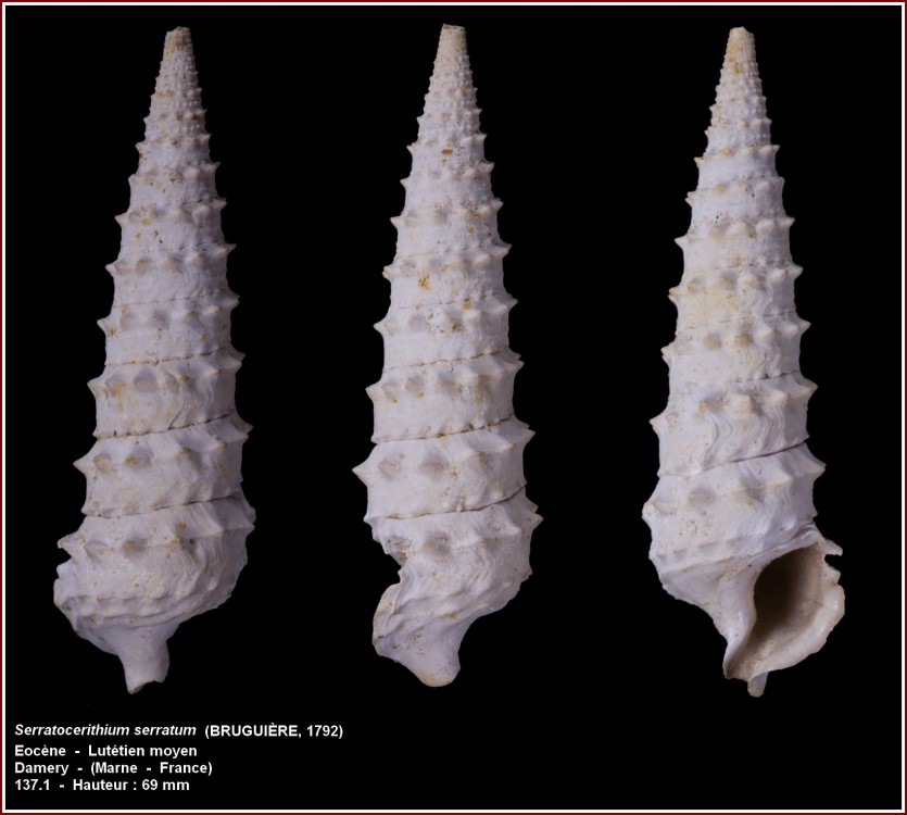 pl_serratocerithium_serratum.jpg