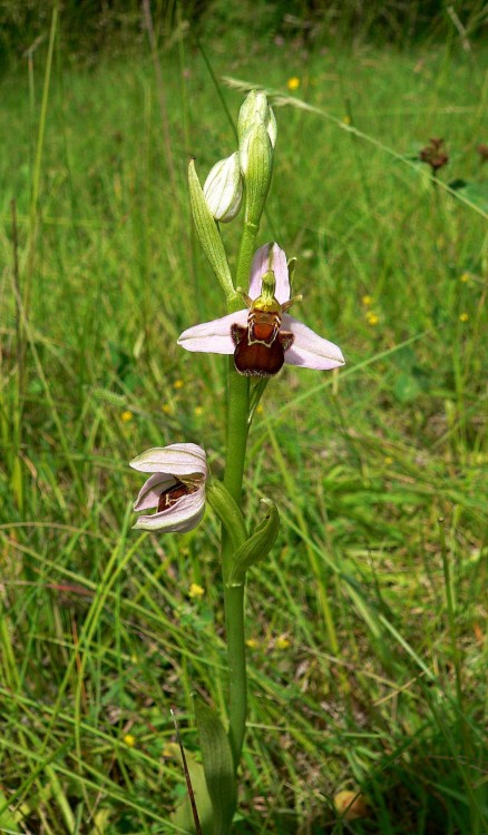 ophrys bourdon st bauzile.jpg