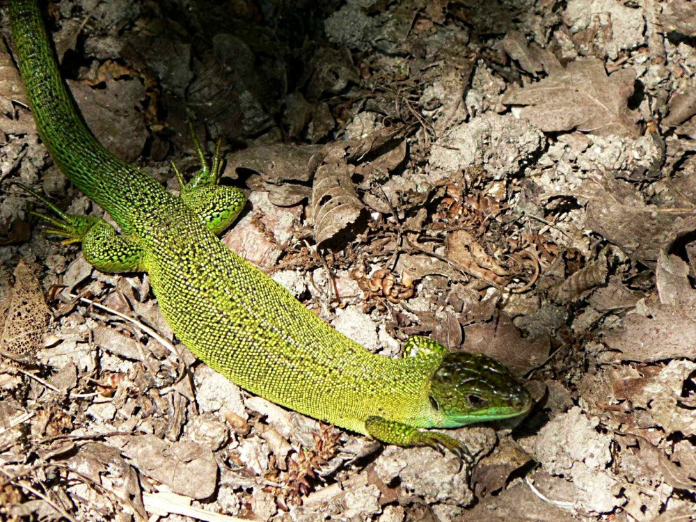 lezard vert sur mt lozere.jpg