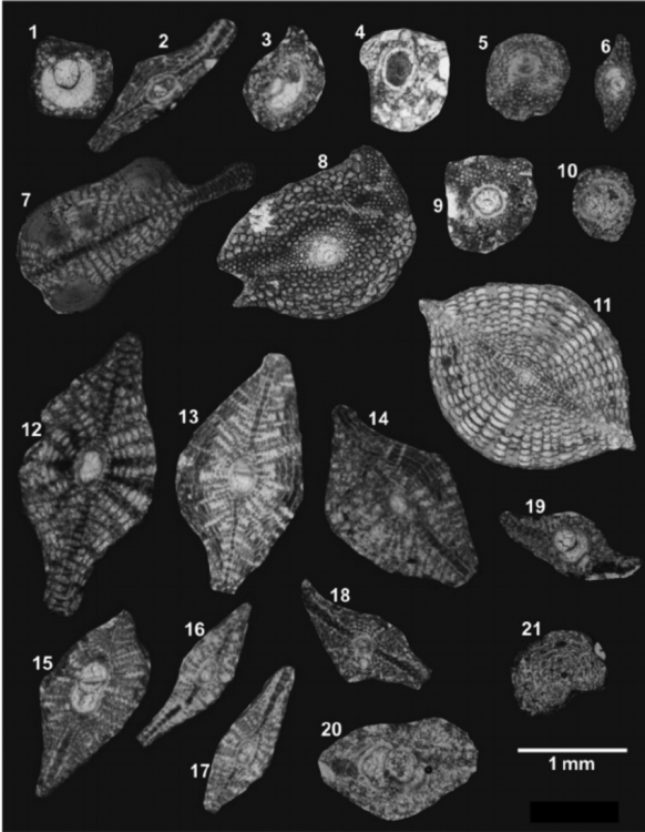 Lepidocyclina-Eulepidina-formosa-Schlumberger-equatorial-section-Lepidocyclina.png