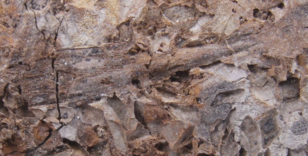 lepisostee_sparnacien2.jpg