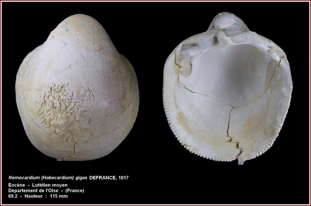 pl_cardium_gigas_gypseuil.jpg