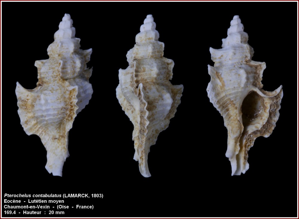 pl_pterochelus_contabulatus_cev.jpg