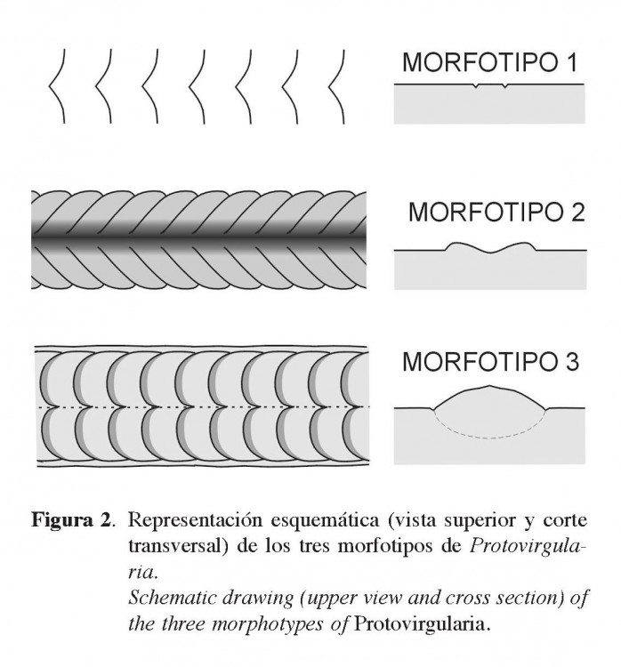 5ad1d00ec6253_MorphotypesProtovirgularia.thumb.jpg.98beb55e7e84aa5db67f098a52280aab.jpg