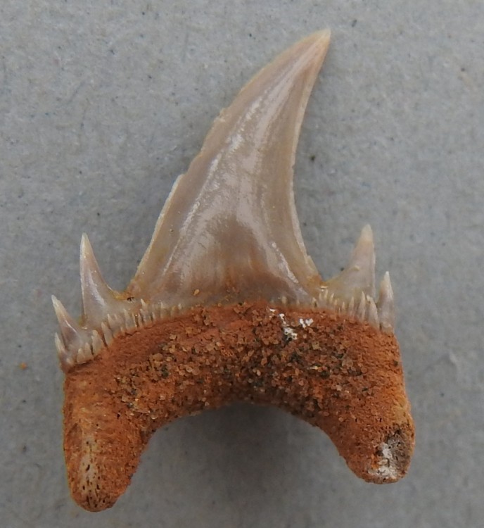 Paleohypotodus rutoti.jpg