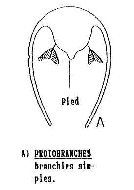 Protobranches.JPG.91b68b1e581862f59fdb4c69df101e1d.JPG