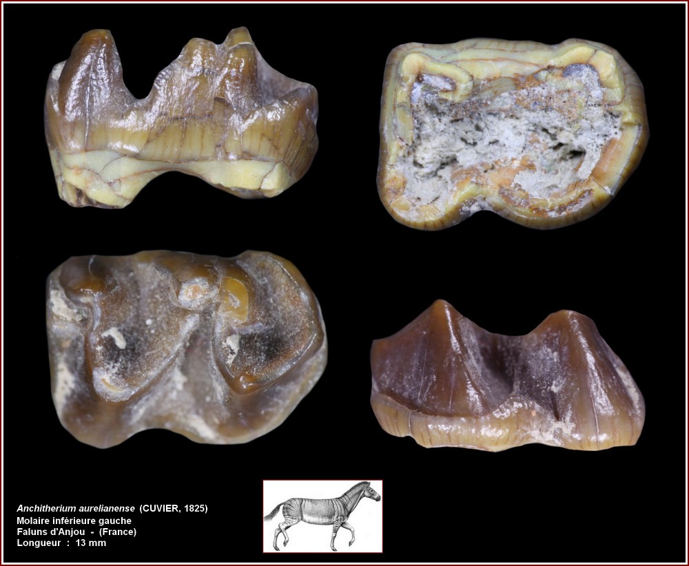 pl_molinf_anchitherium1.jpg