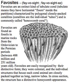 018a0afa76b8c3e0af1e628f9960c51f--fossilized-coral-vertebrates-1.jpg.1198e7101252ba8940ebcb5d5f6adcf6.jpg