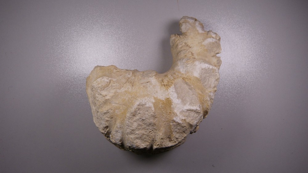 Fossile (1).JPG