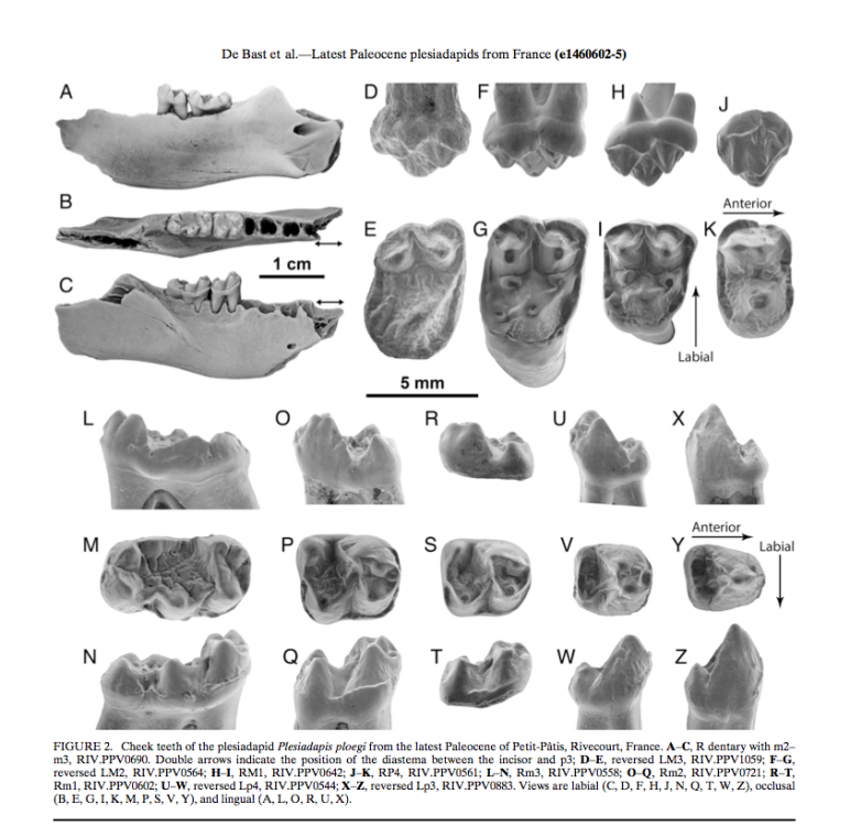 Plesiadapis ploegi.png