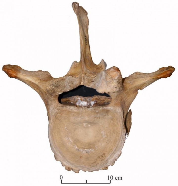 ertebre-lombaire-dElephas-maximus-en-vue-posterieure-Piece-n1998-6-18-des.jpg