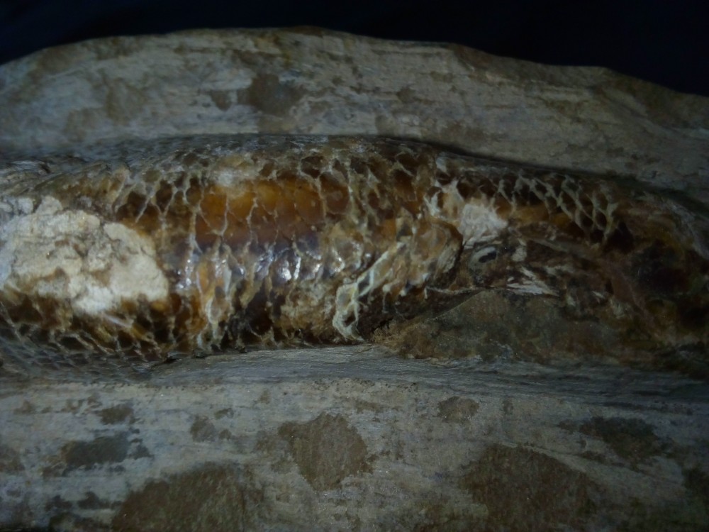 fossile6.jpg