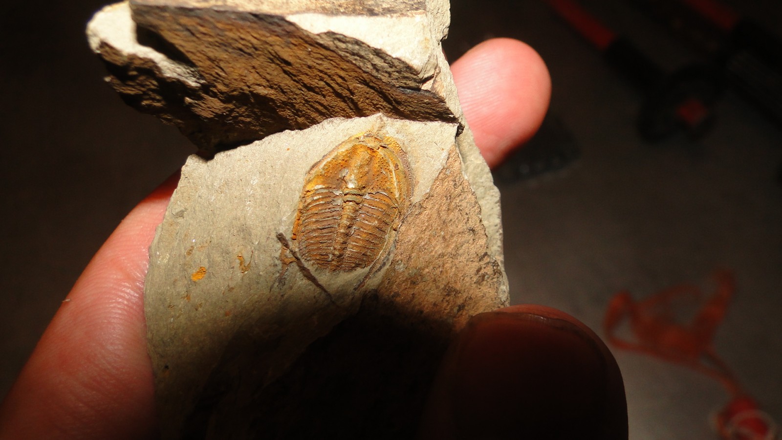 Trilobite