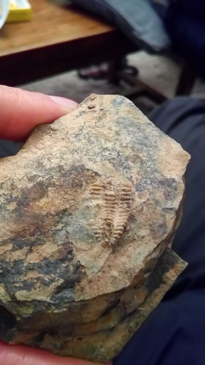 trilobite.thumb.jpg.d873a629df2e175a066731a7a24d4a6d.jpg