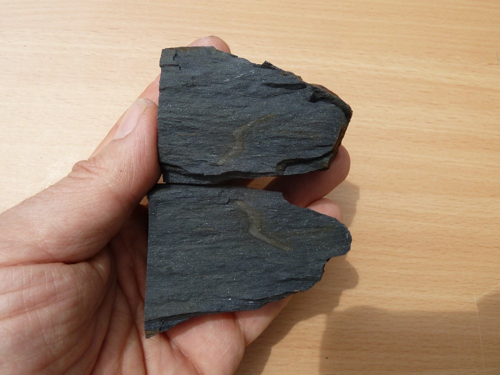Fossiles Ordoviciens 20-05-2018 (12).JPG