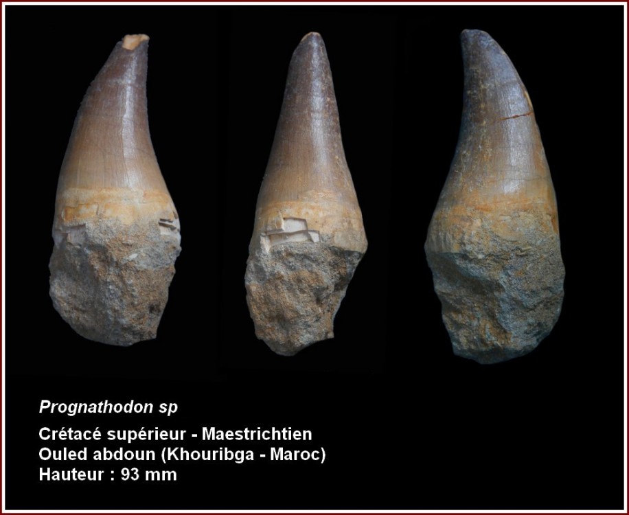 pl_prognathodon sp_maroc.jpg