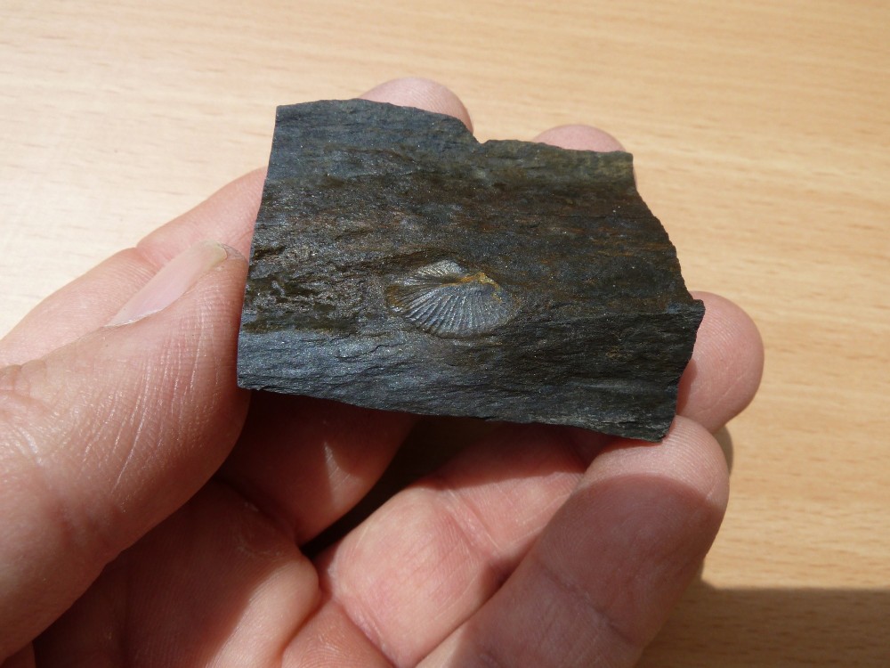 Fossiles Ordoviciens 20-05-2018 (3).JPG