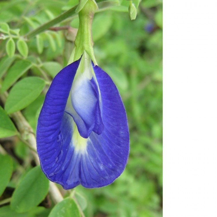 Clitoria.jpg