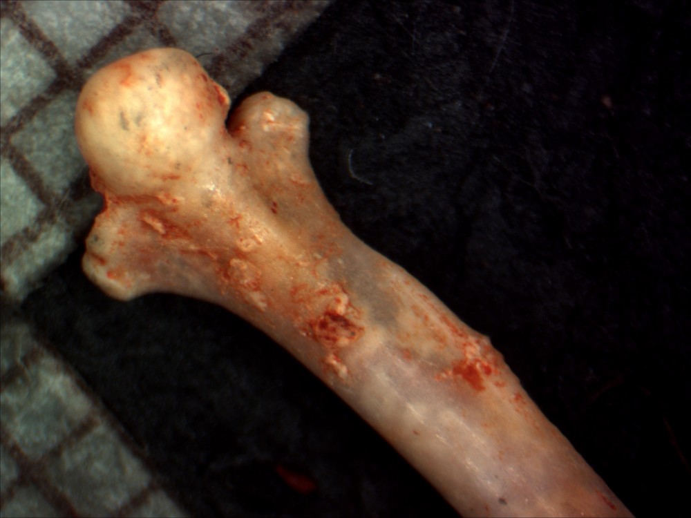 Femur001a.jpg