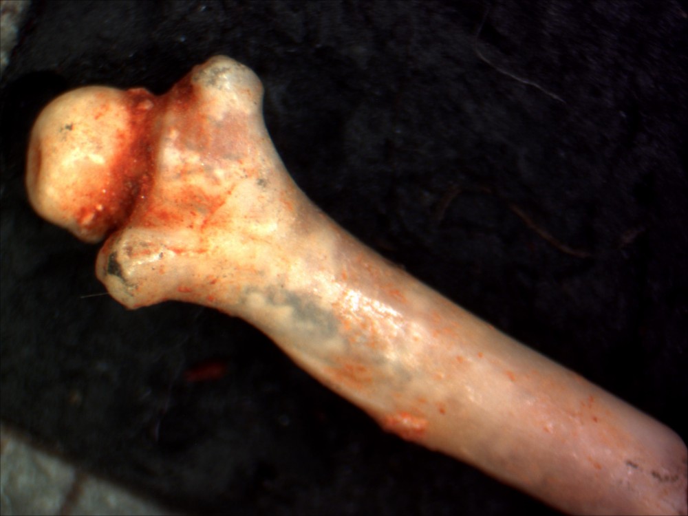 Femur001b.jpg