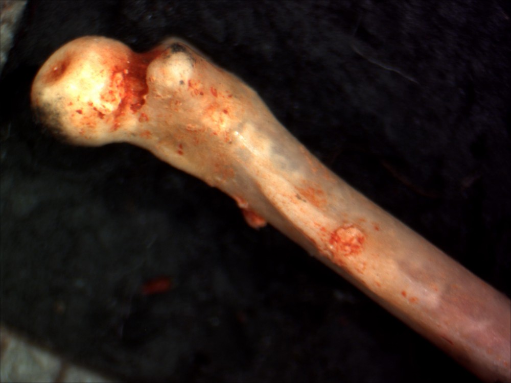 Femur001c.jpg