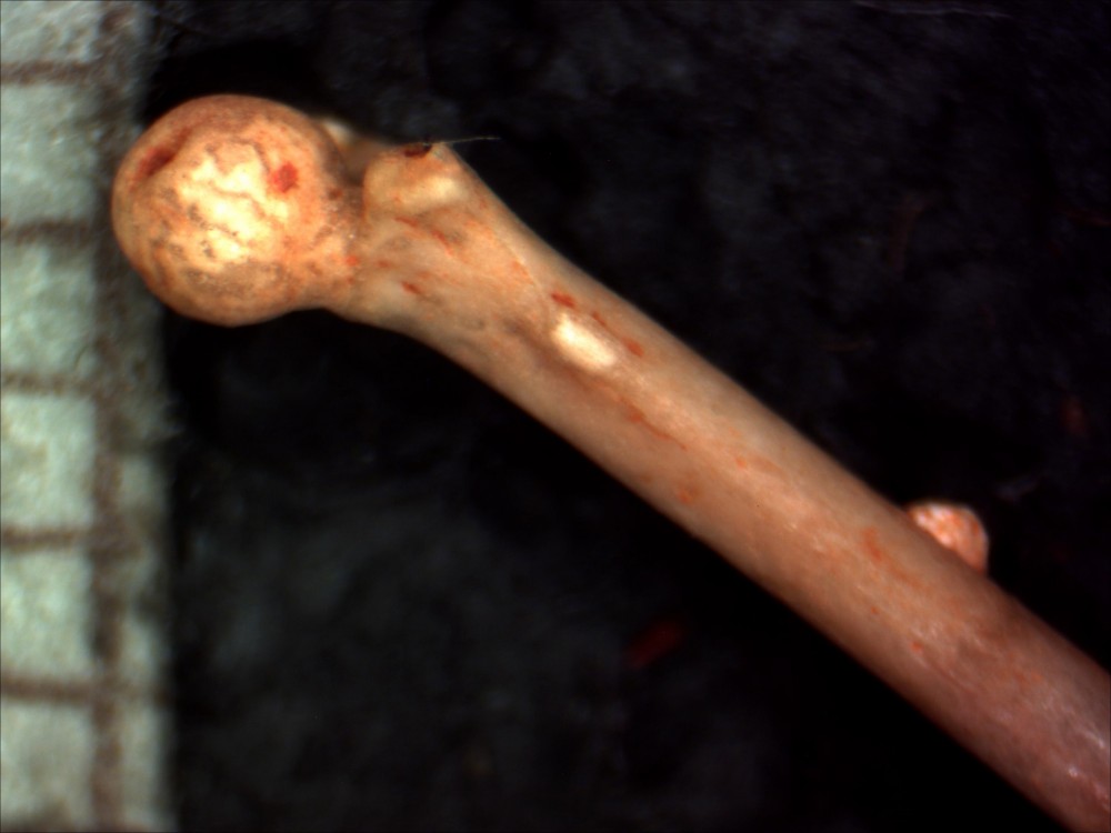 Femur002b.jpg