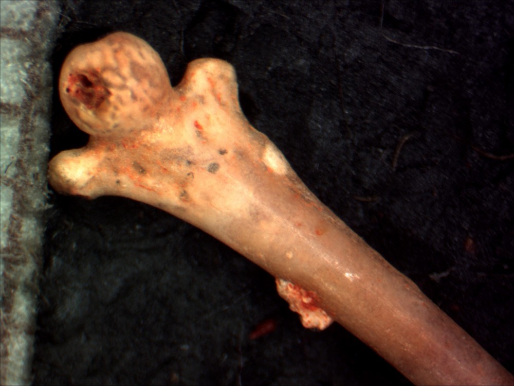 Femur002c.jpg