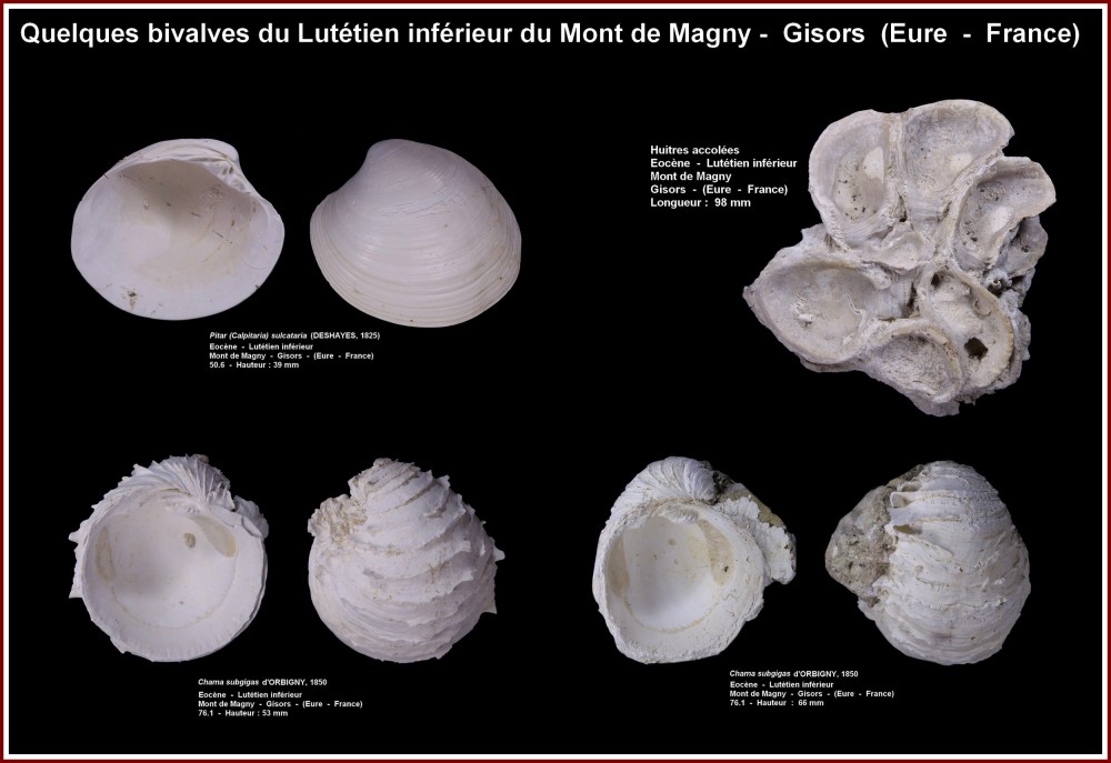 pl_bivalves_gisors.jpg