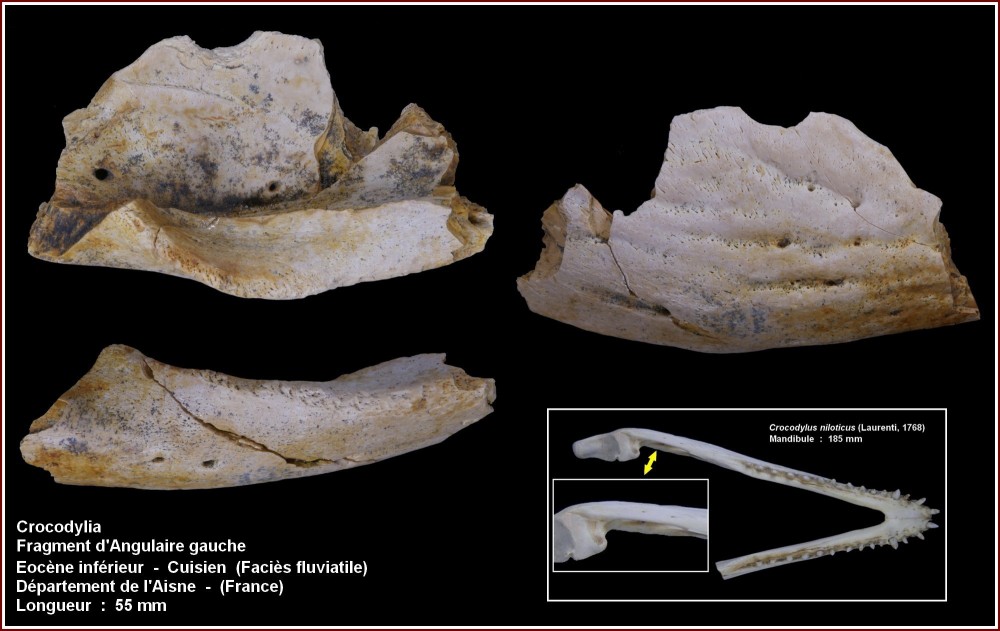 pl_mandibule_croco1.jpg