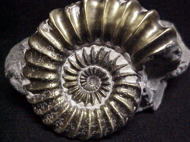 -ammonite-pleuroceras.jpg