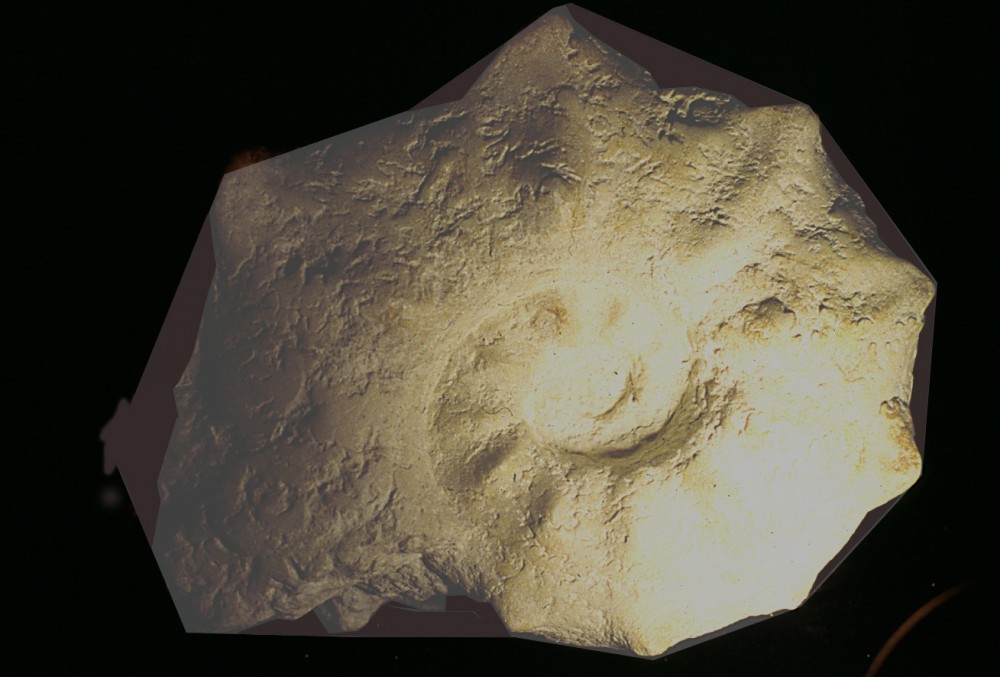 -ammonite-mammites-cap blanc-nez-pas-de-calais.jpg