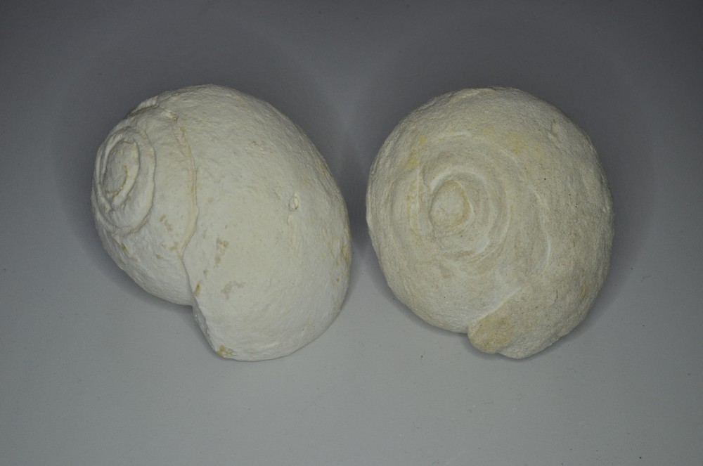 Escargot boule - 6.5 cm (5).JPG