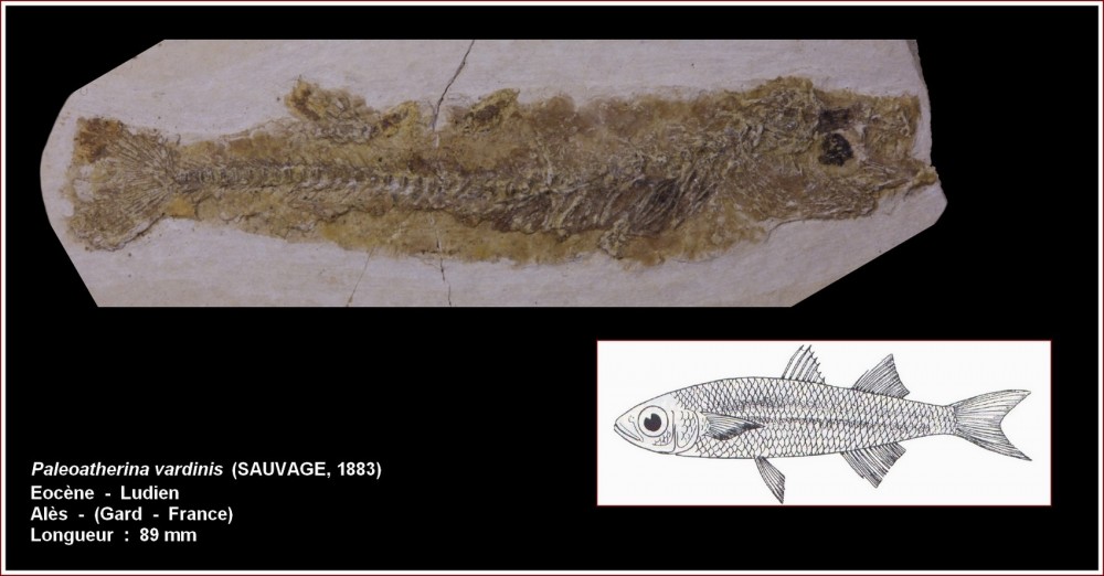 pl_paleoatherina vardinis_ales.jpg