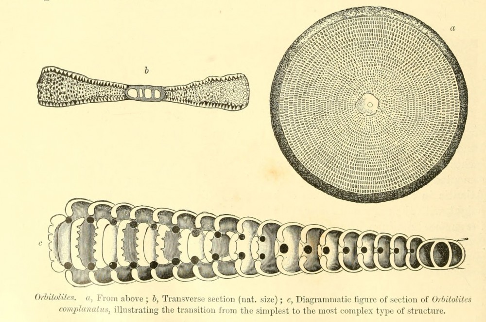 Animals_-_612304_Orbitolites_complanatus.thumb.jpg.b65edb193fd3191daeb85710ea65ba03.jpg