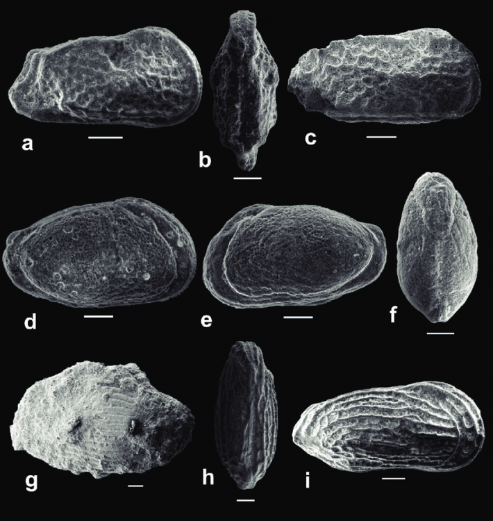 Scanning-electron-micrographs-of-ostracods-from-the-Paleocene-Maria-Farinha-Formation.png