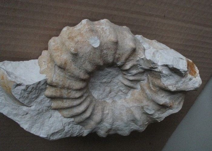 ammonite-acanthoceras-cenomanien.jpg