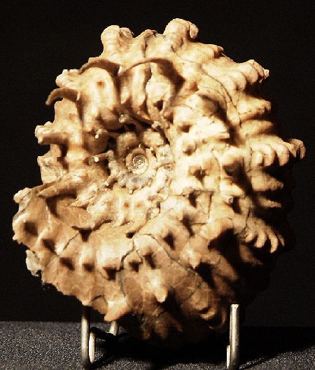 ammonite-douvilleiceras-inaequinodum-1.jpg