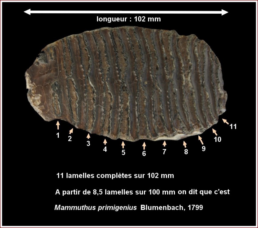 dent_mammouth1.jpg